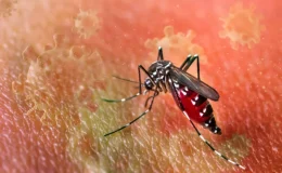 Chikungunya virüsü hızla yayılıyor