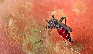 Chikungunya virüsü hızla yayılıyor
