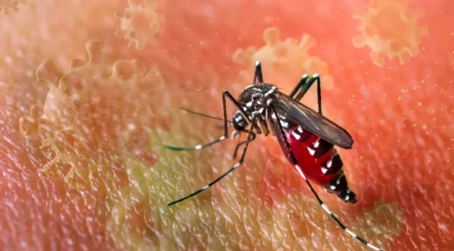 Chikungunya virüsü hızla yayılıyor
